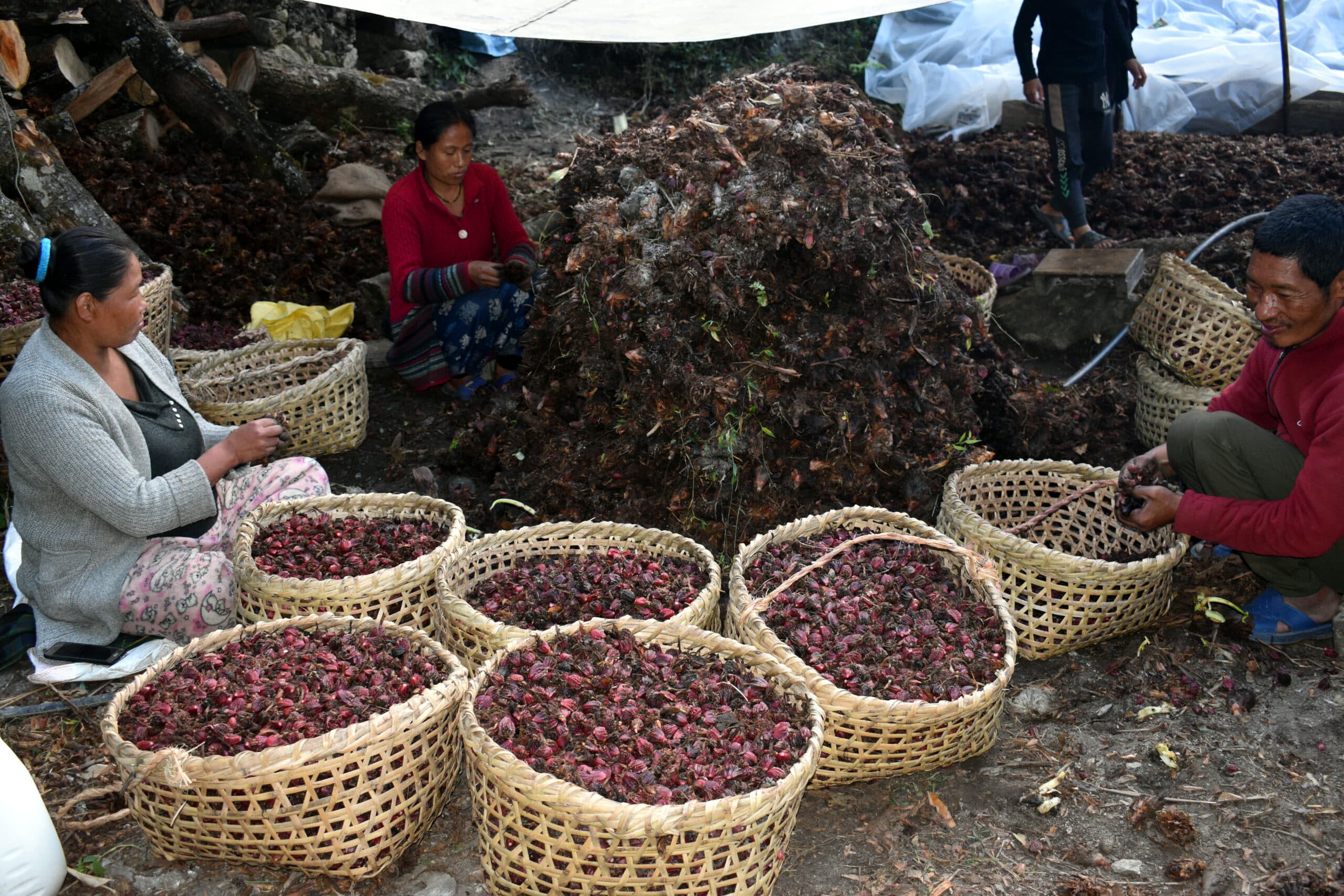 Cardamom export thru Kakarbhitta rises sharply in last FY - Image 2