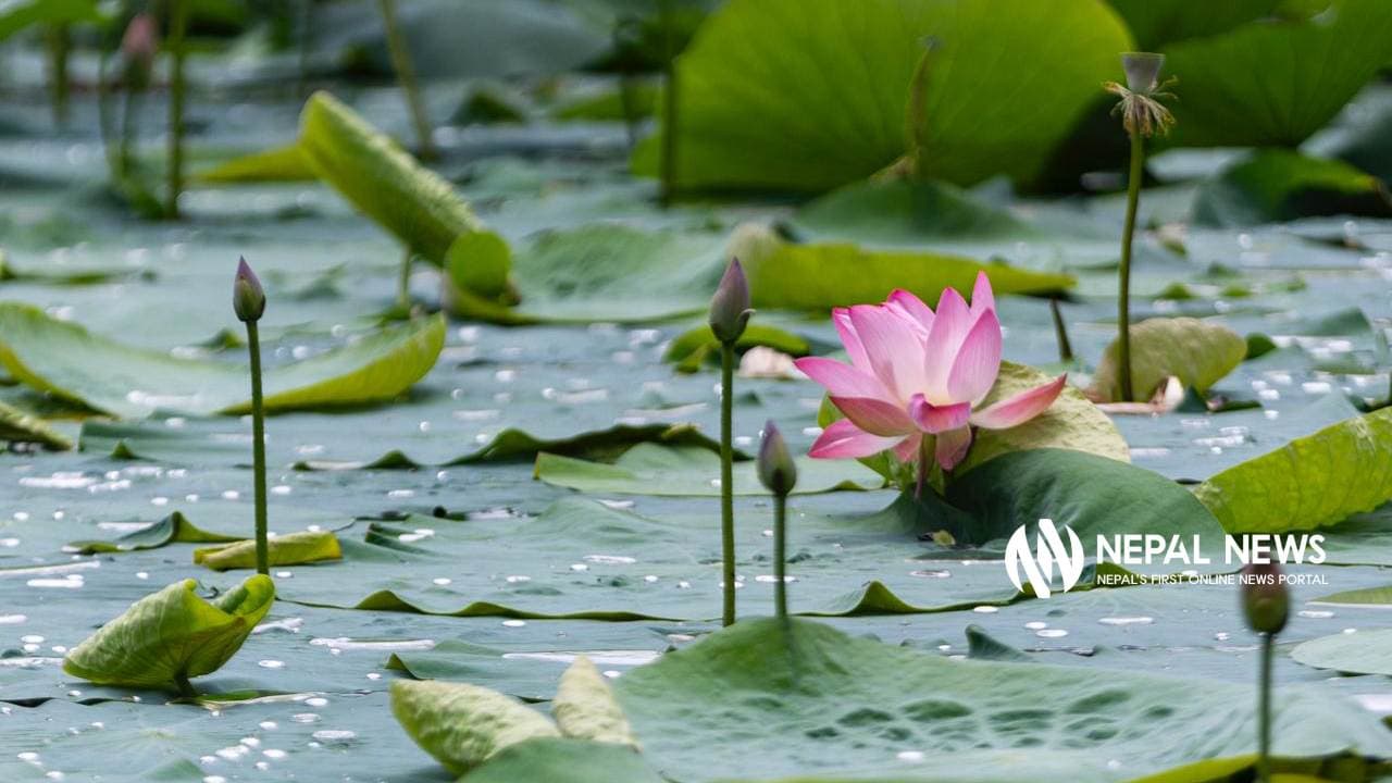 कमलपोखरीमा ढकमक्क कमल फूल (तस्बिरहरु) - Image 1