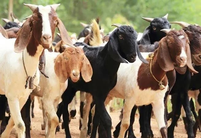 अर्घाखाँचीमा बाख्रामा पिपीआर सङ्क्रमण - Image 1