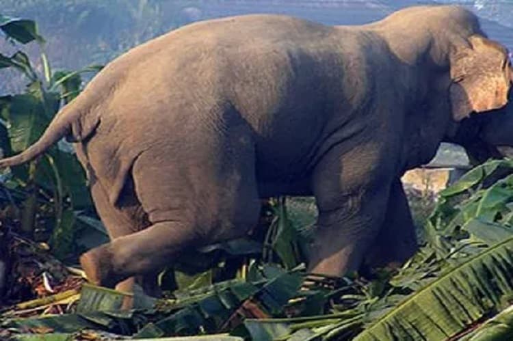 साउन २६ देखि नाइमा मोबिलिटी एक्स्पो - Image 14