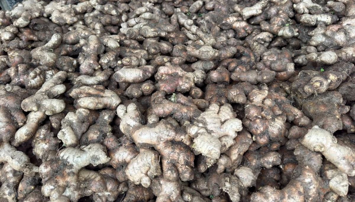 अदुवाले मूल्य पाएपछि खेती विस्तार गर्दै किसान - Image 1