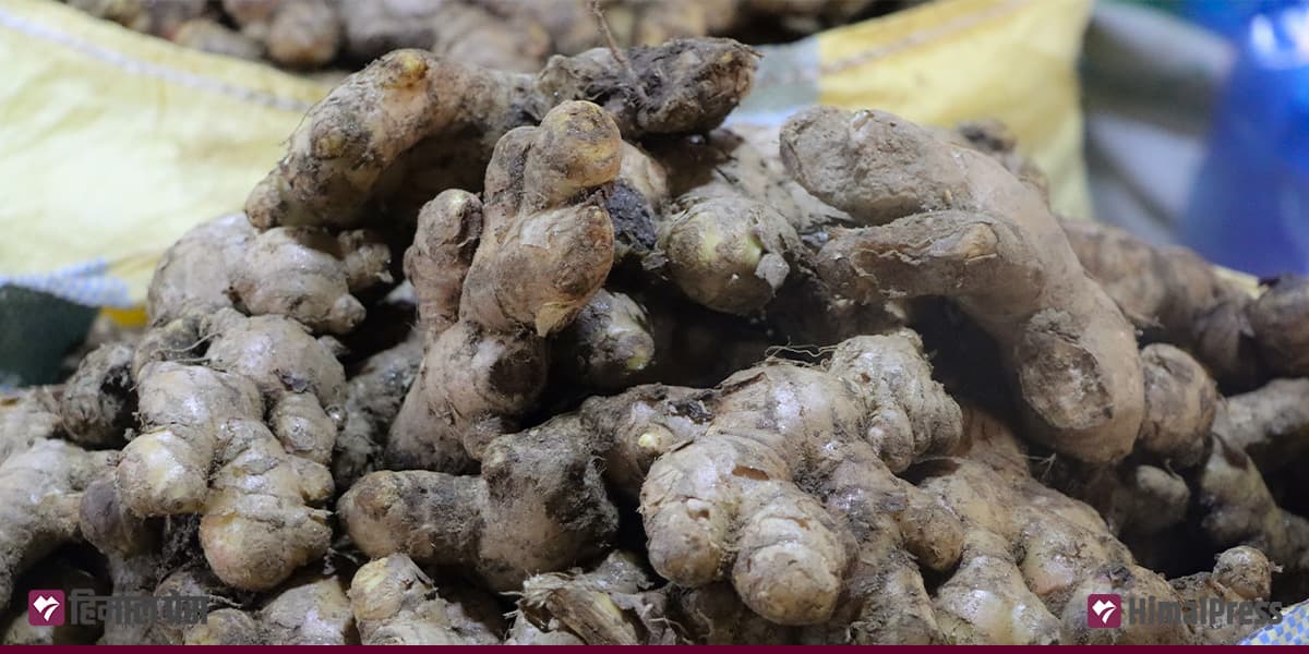 अदुवा बेचेर एकैवर्षमा हात पर्यो ३ लाख १५ हजार - Image 1